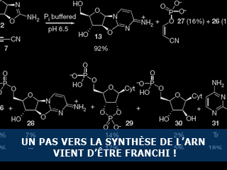 Un pas vers la synthèse de l’ARN vient d’être franchi