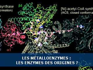 Origines de la vie et enzymes ancestrales