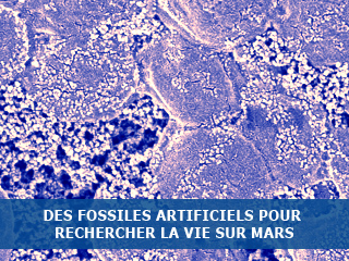Fossilisation expérimentale de micro-organismes