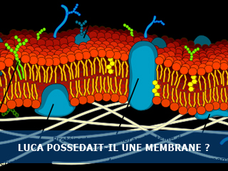 Le cenancêtre (LUCA) possédait-il une membrane ?