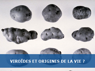Les viroïdes, précurseurs de la vie ?