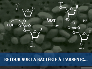 Retour sur la bactérie à l’arsenic de Wolfe-Simon et al…