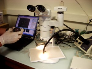 Observation de cellules à la loupe binoculaire