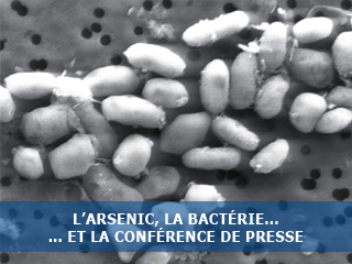 Des bactéries qui remplacent le phosphore par l’arsenic : réalité ou artefact ?