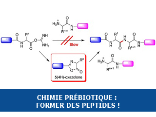 Chimie prébiotique : coupler les acides aminés pour former des peptides