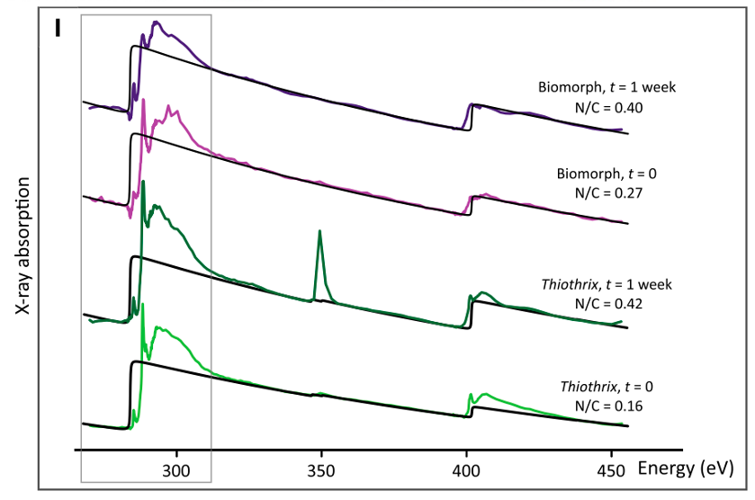 Signatures organiques de la bactérie Thiothrix et des biomorphes carbone-soufre par microscopie à rayon X