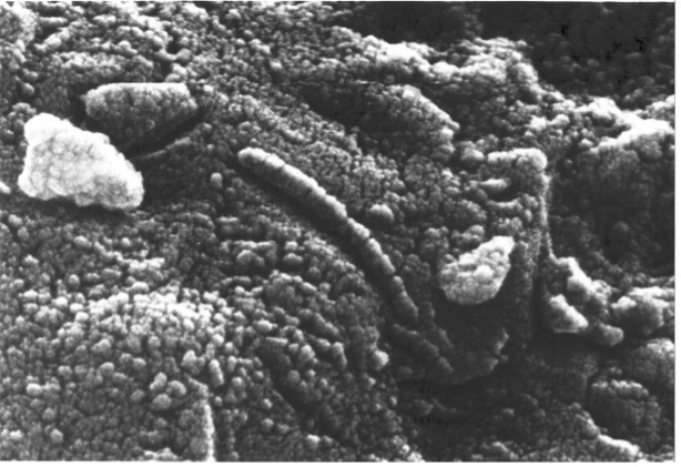 Image montrant les structures ressemblant à des microorganismes terriens au microscope électronique à balayage, sur la météorite ALH84001