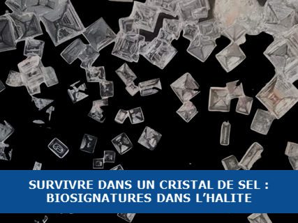 Survivre à l’intérieur d’un cristal de sel : Analyse des biosignatures dans l’halite
